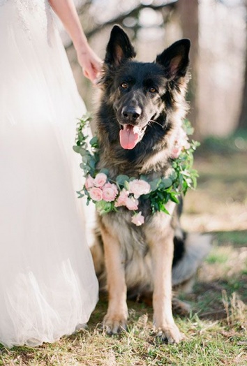  cerimônia cuidar do cachorro casamento cachorro roupa levar alianças pet