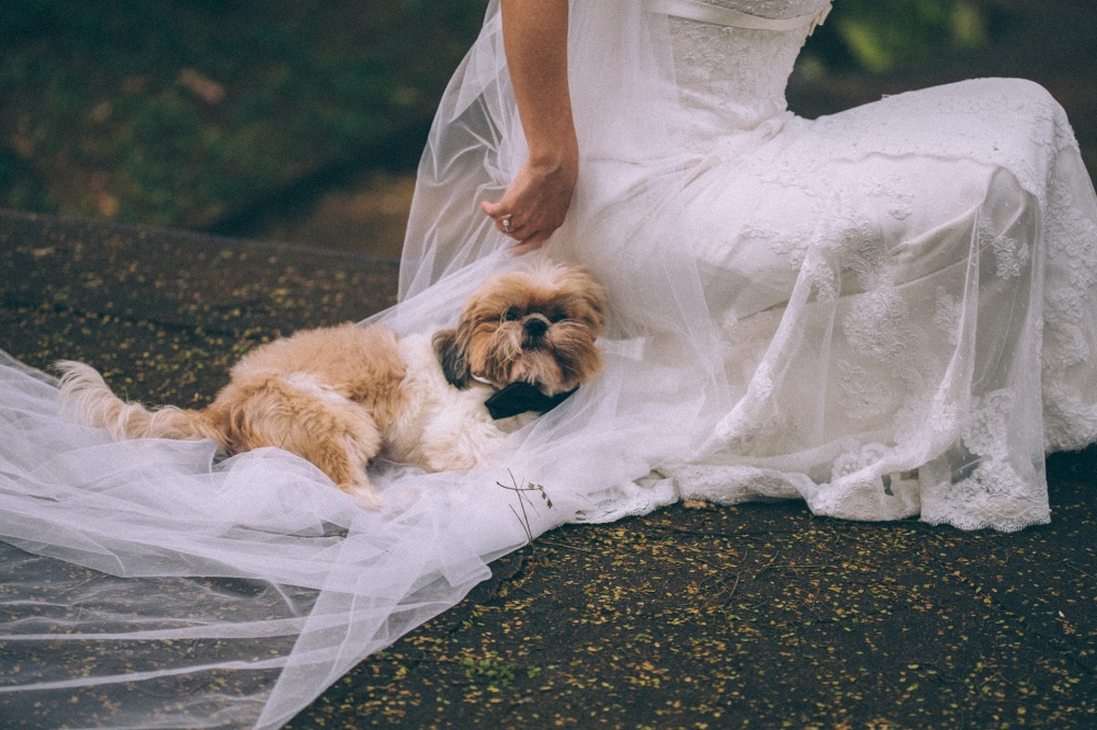  de dia cachorro fotografia ar livre mini wedding ainho alves super oito
